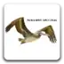 PelicanHPC GNU/Linux